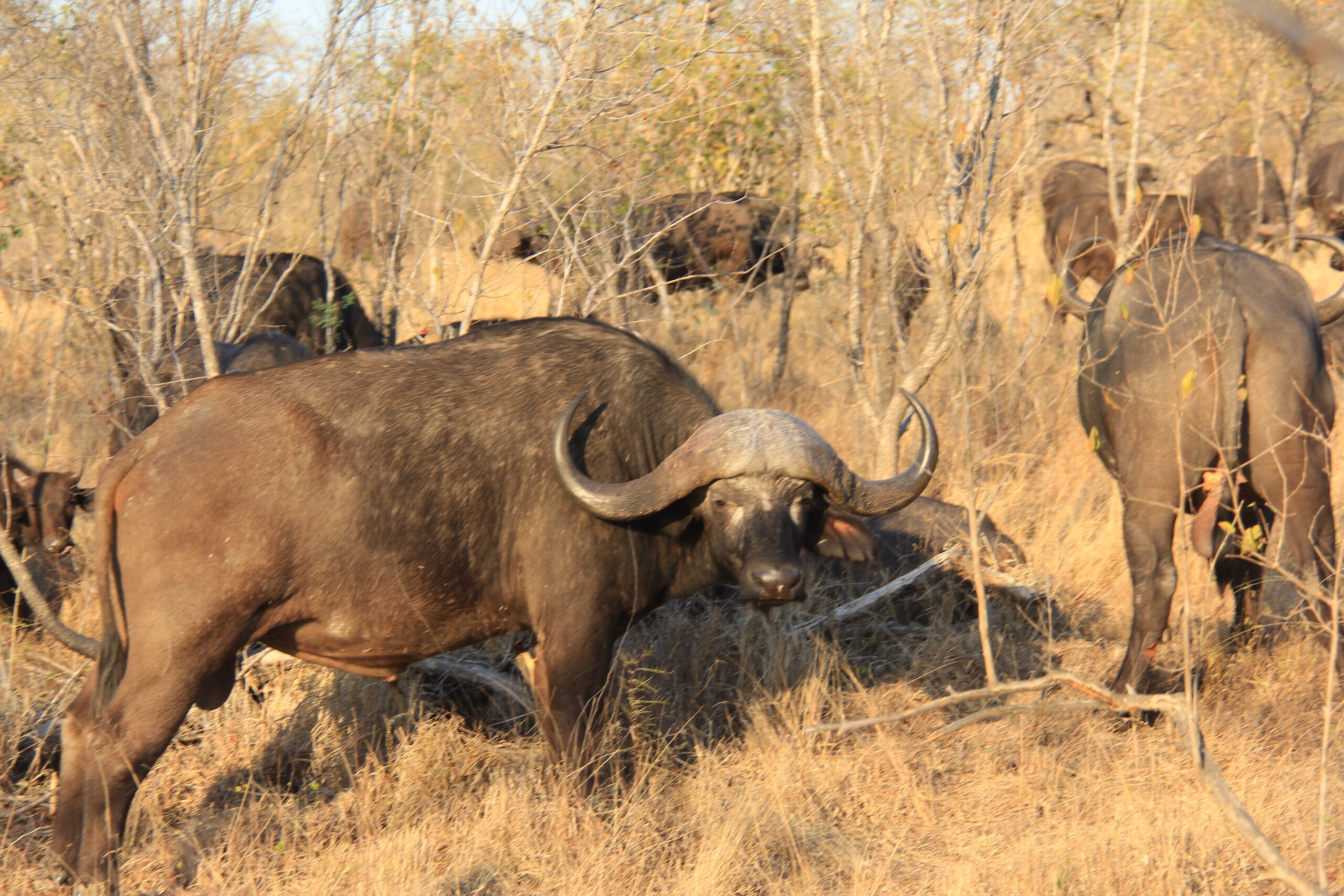 Bowhunting a Cape Buffalo at Seven Yards
