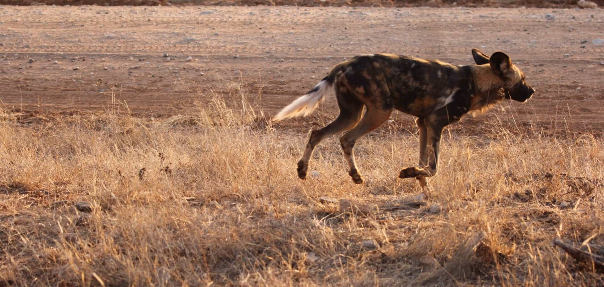 MADIKWE SAFARI STORY: OUR QUEST TO SEE AFRICAN WILD DOGS IN SOUTH AFRICA